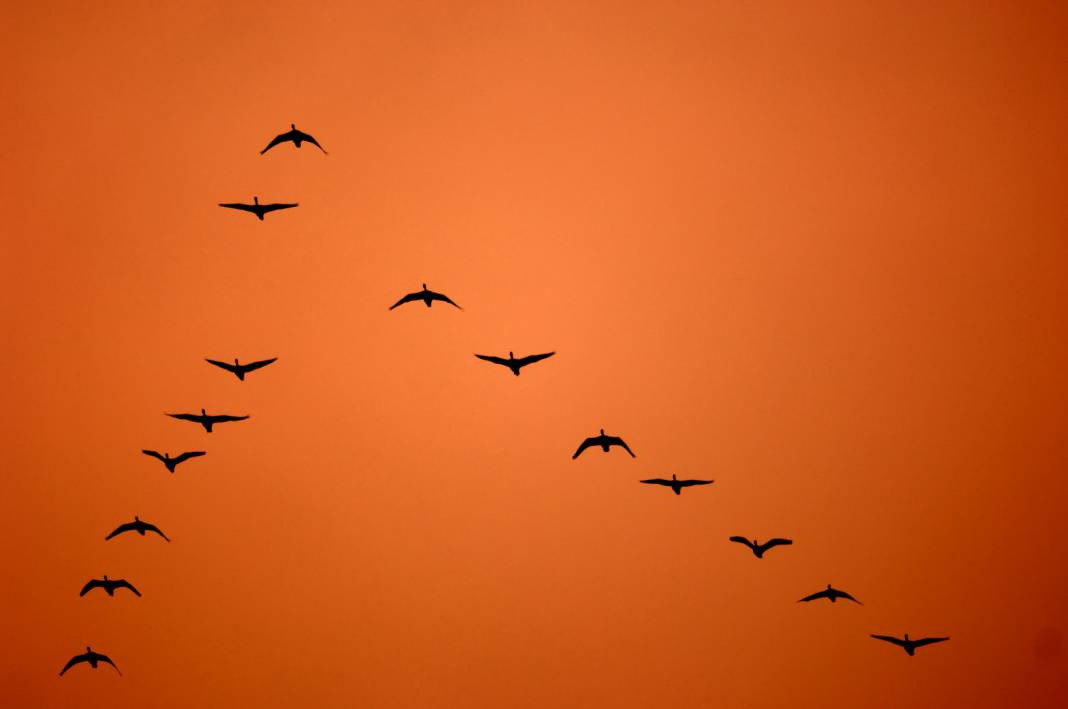 Kuşların uçuş sırrı: Neden "V" şeklinde uçarlar? - Resim: 17